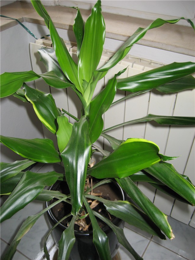 dracena