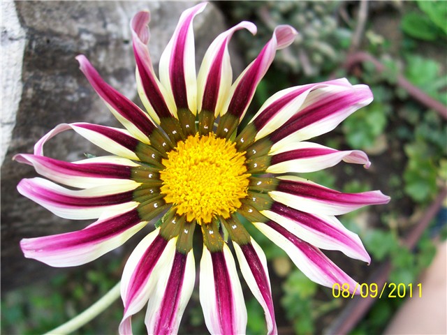 Gazanija
