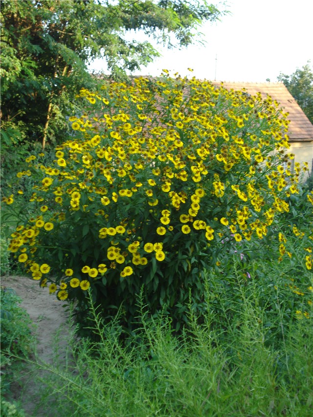Helenium