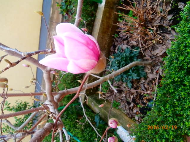 magnolija