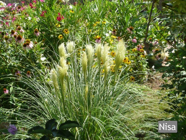 pampas