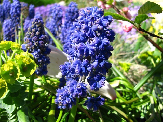 Muscari 