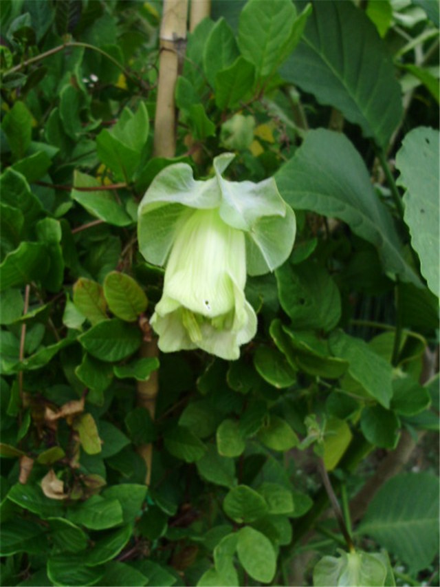 vilac lat.cobaea scandens