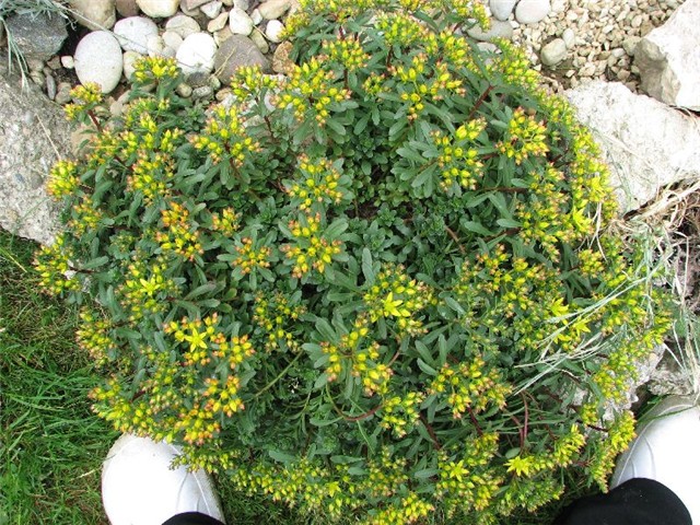 sedum