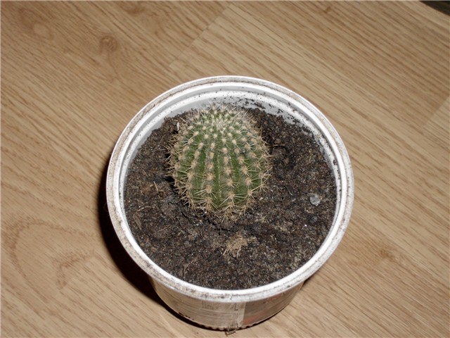 kaktus3