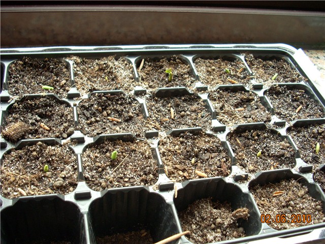 adenium