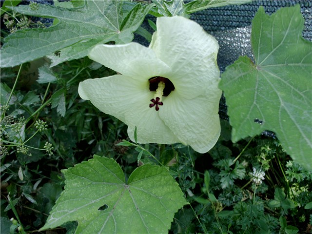 abelmoschus manihot