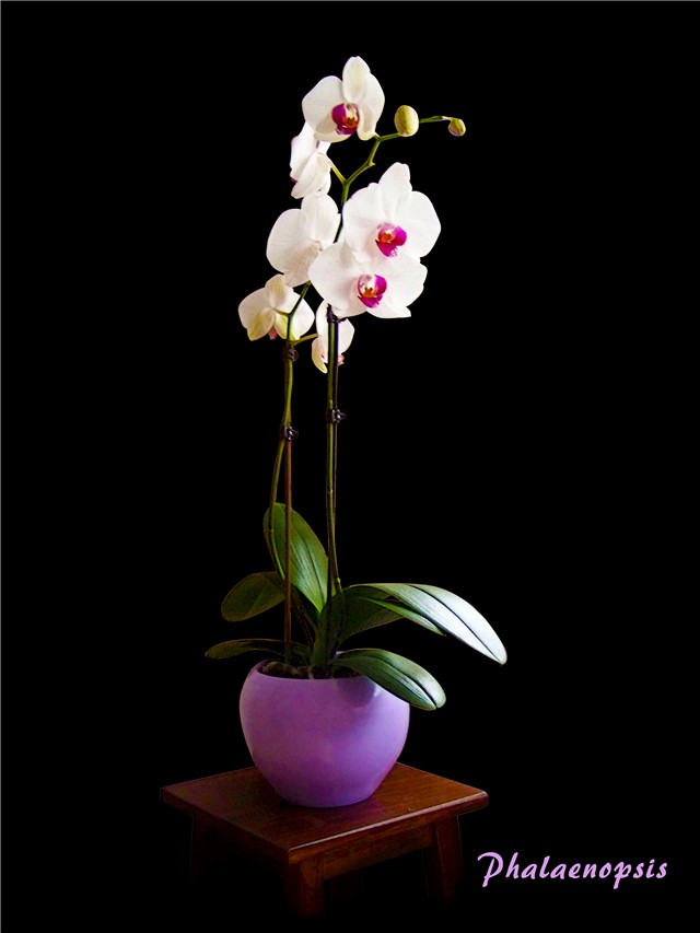 Phalaenopsis