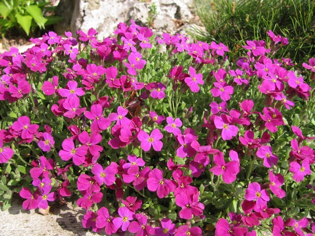 Aubrieta deltoidea