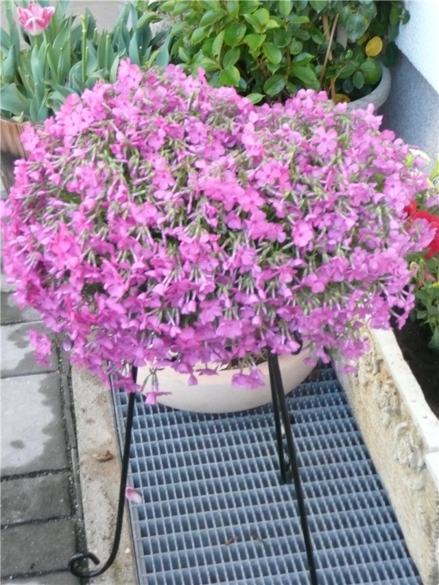 phlox