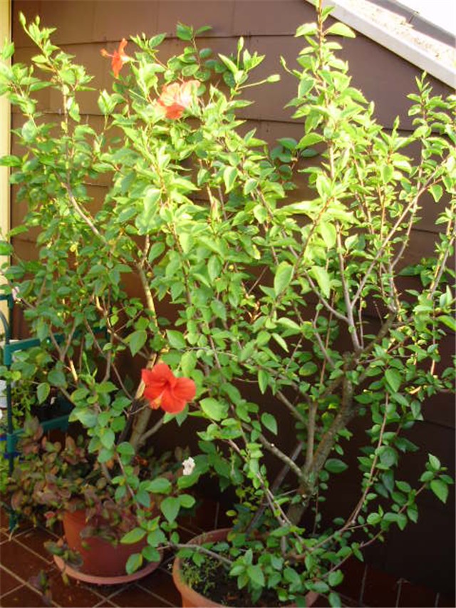 Tropski hibiskus - lat. hibiscus rosa sinensis 