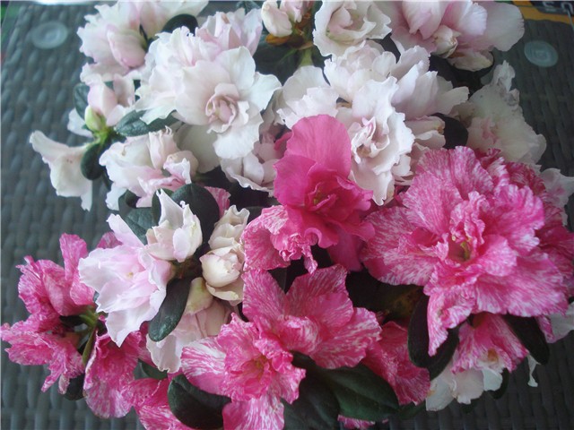 azalea3