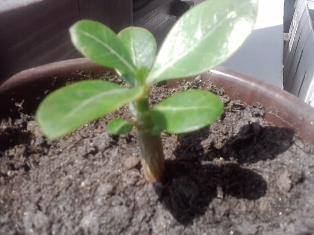 adenium