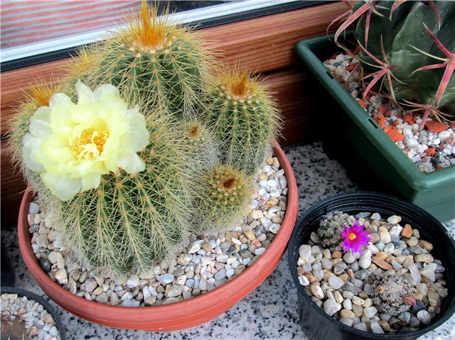 notocactus leninghausii 