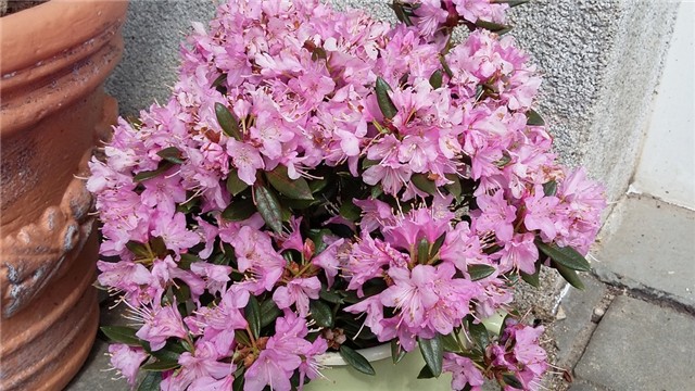 rododendron