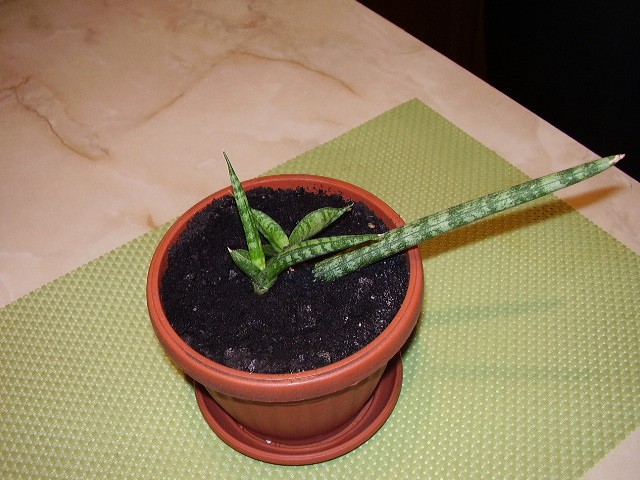 Sanseveria cylindrica