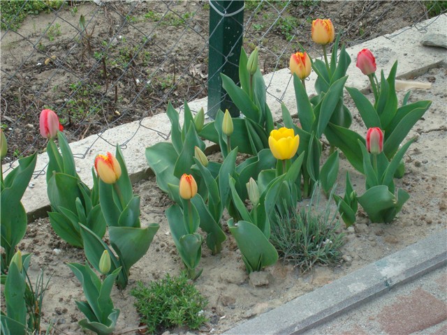 tulipani gredica