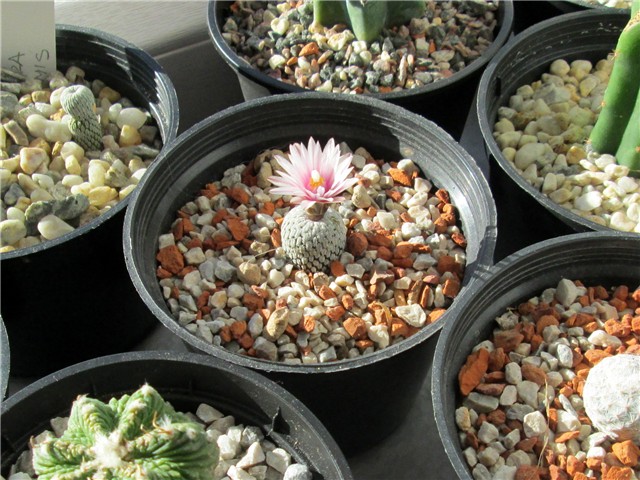 Pelecyphora pseudopectinata