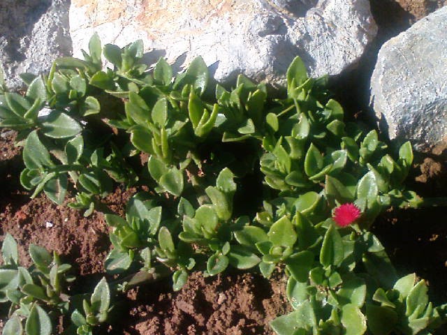 Sedum - Aptenia cordifolia