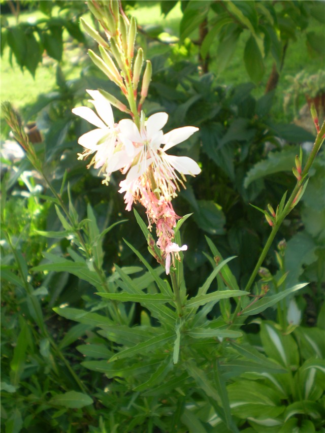 gaura