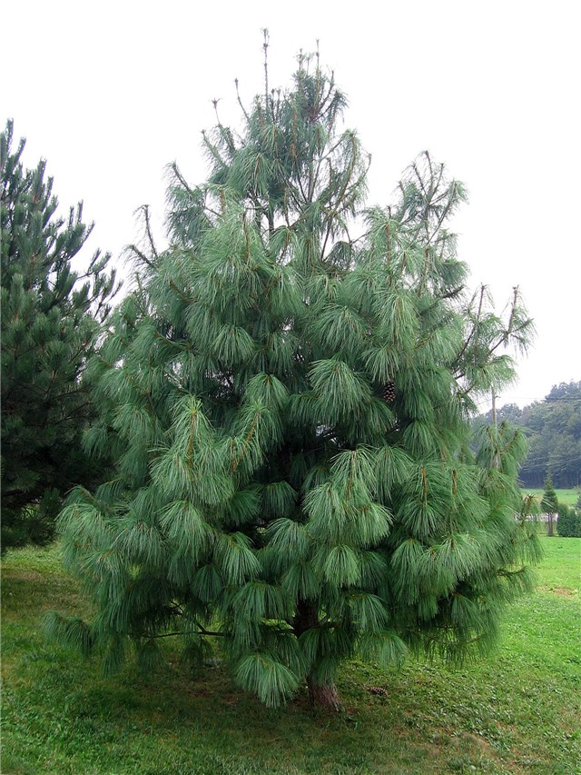 http://www.cvijet.info/images/galleries/640-480/70edf1fb-Pinus%20wallichiana1.jpg