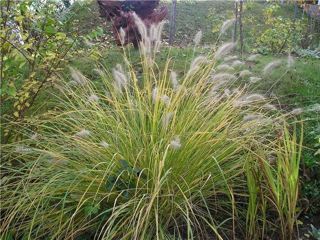 Pennisetum, Prosenjak