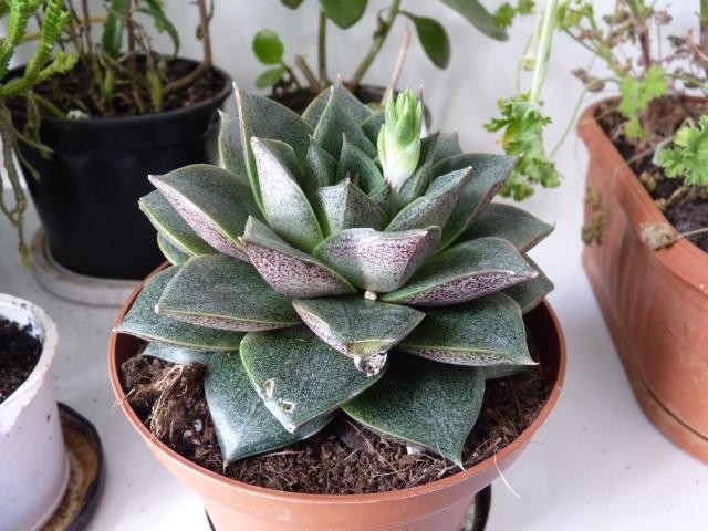 Echeveria purpusorum var. laui - Natalija