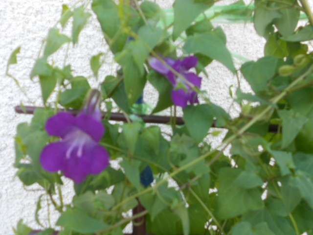 asarina scandens