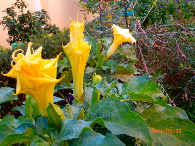 datura