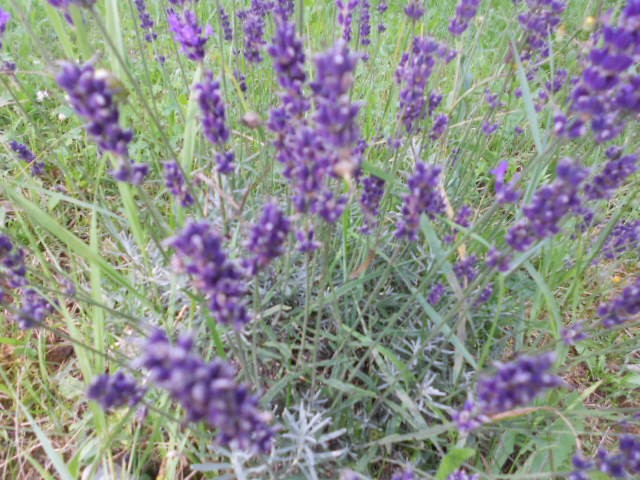 lavanda nepoznata