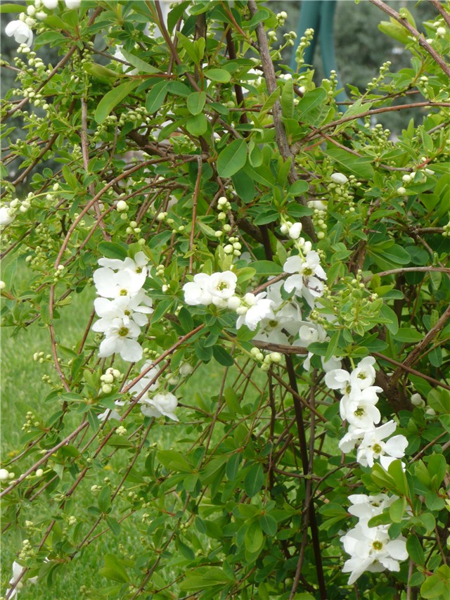 suručica