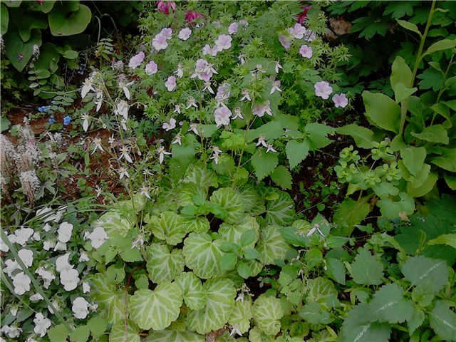 Saxifraga stolonifera