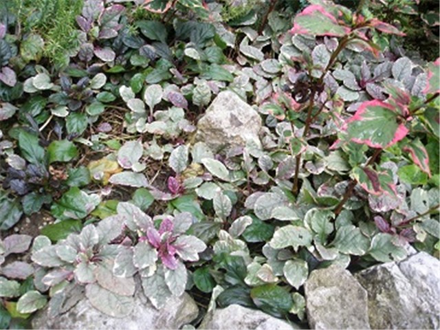 ajuga