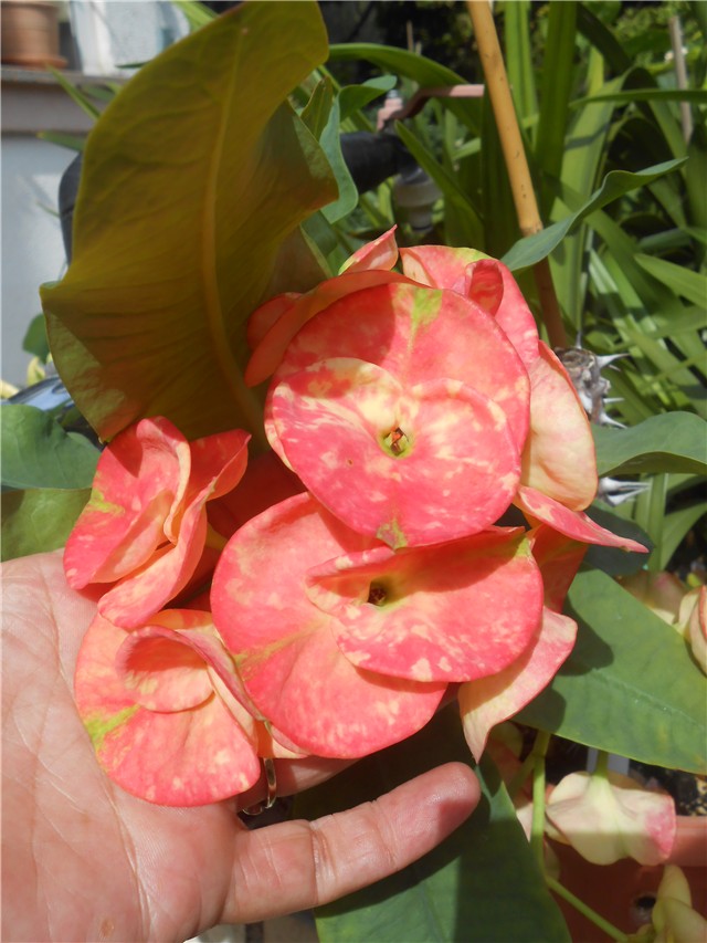 Euphorbia milii
