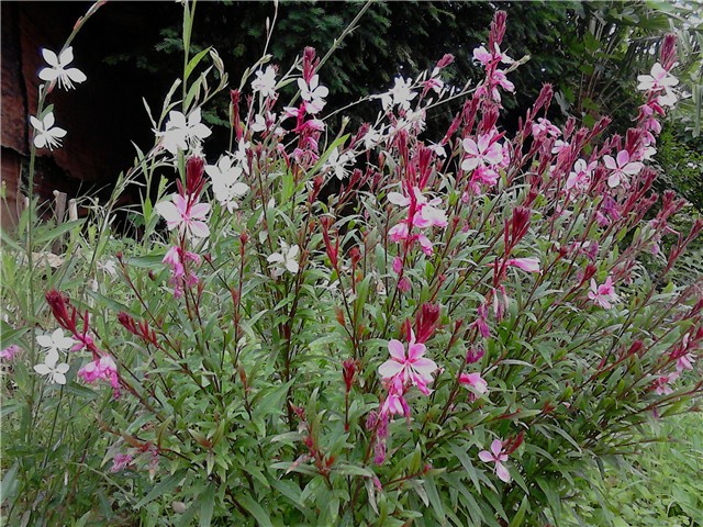 Gaura roza