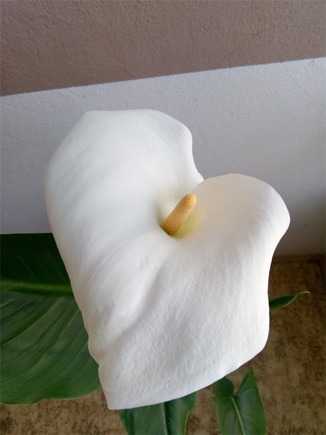 Cvijet kale