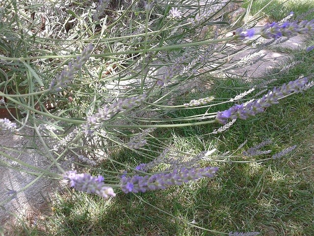 lavanda