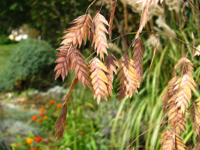 Chasmanthium latifolium