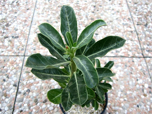 Adenium obesum 