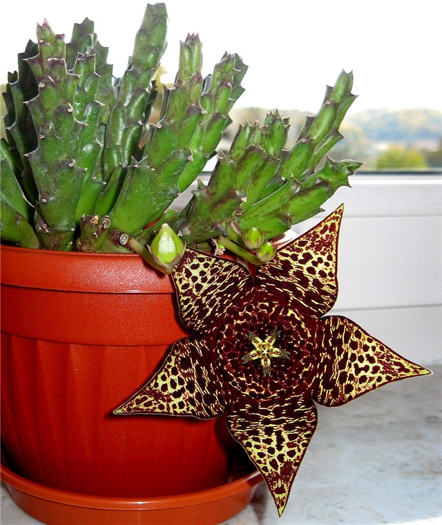 Stapelia lepida