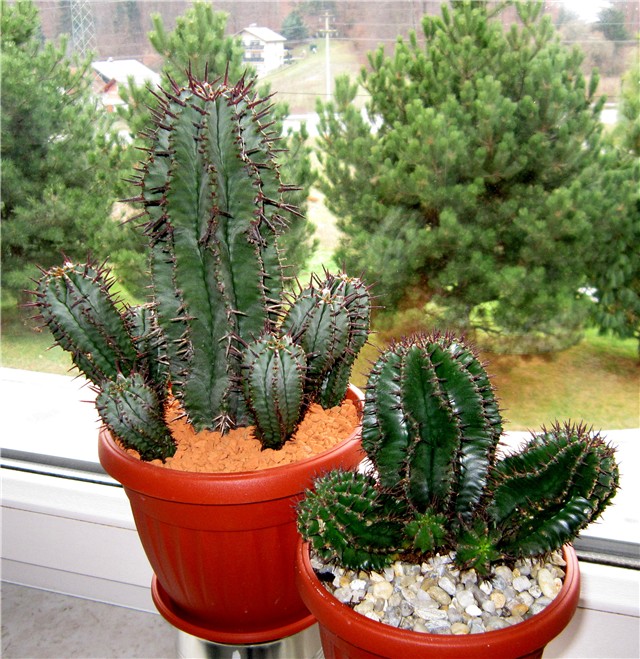 Euphorbia horrida