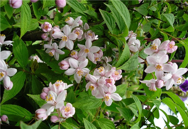 Deutzia hybrida 