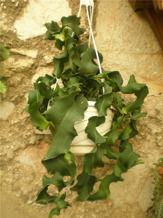 Epiphyllum guatemalense
