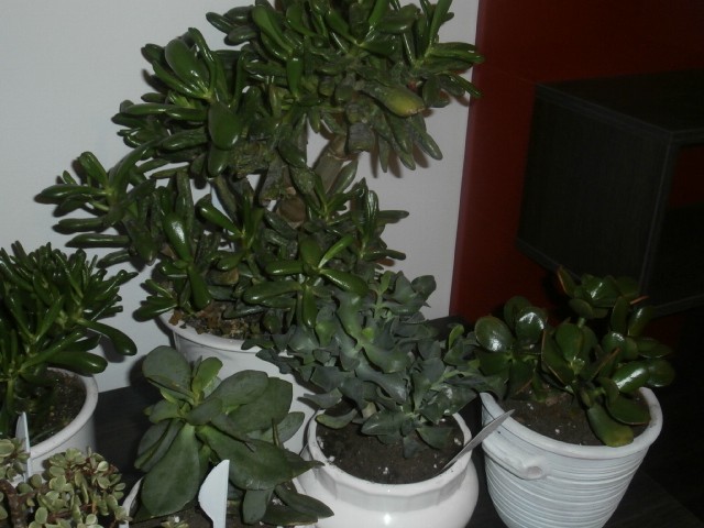 crassule