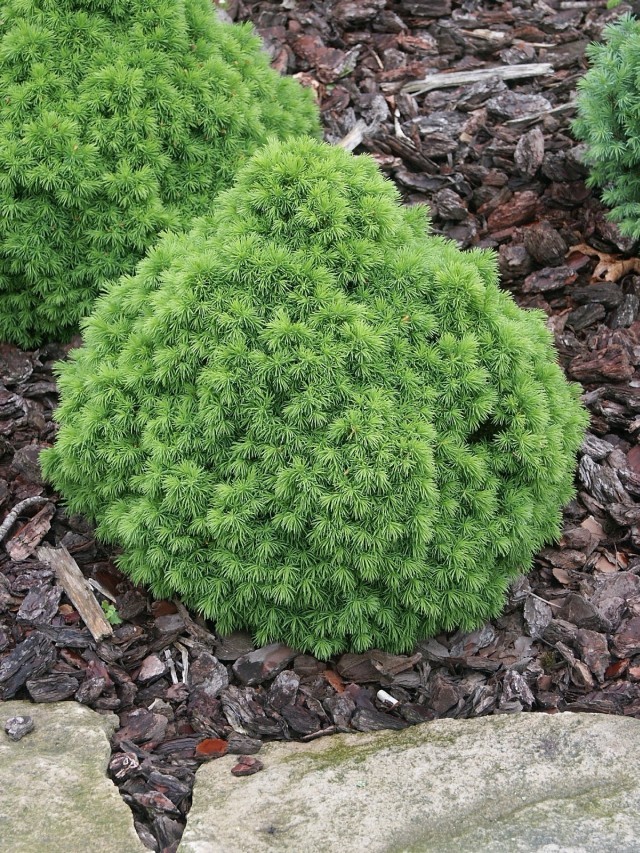 picea glauca alberta globe