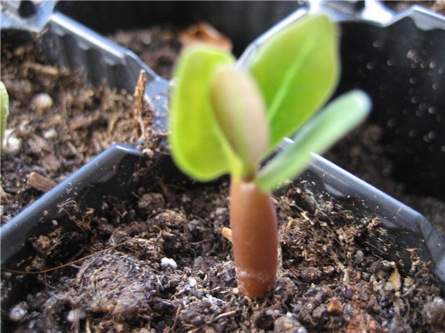 adenium