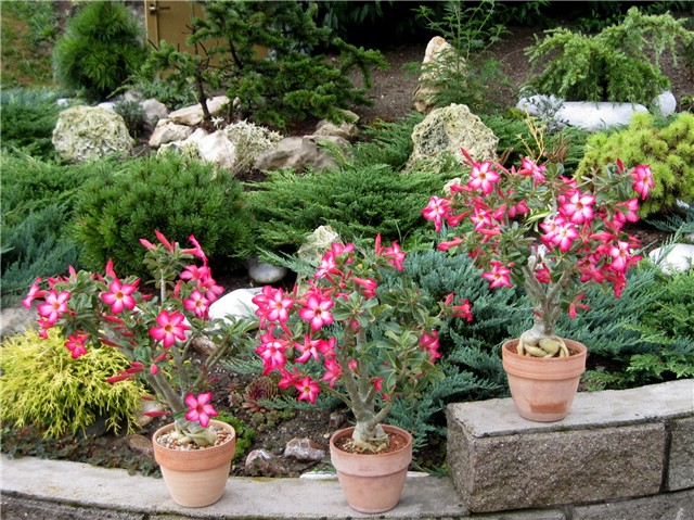 Adenium obesum