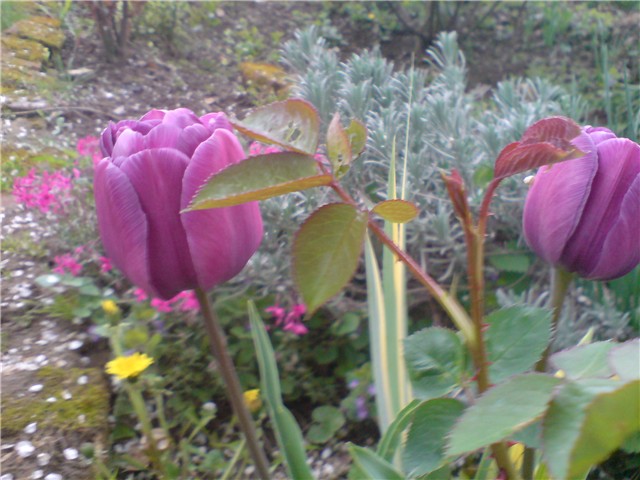 tulipani