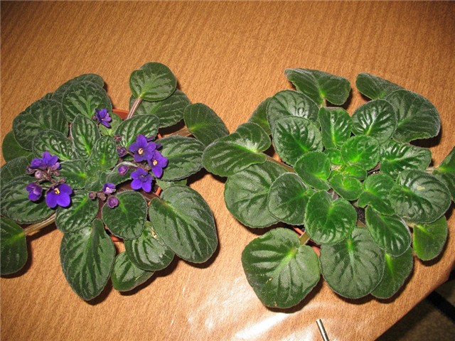 ljubicica5