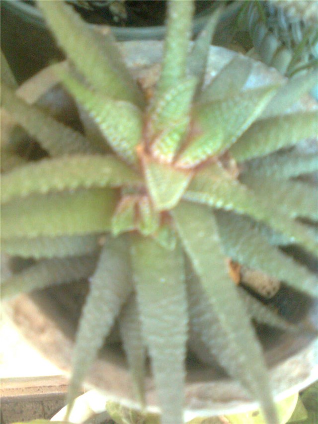 howartia